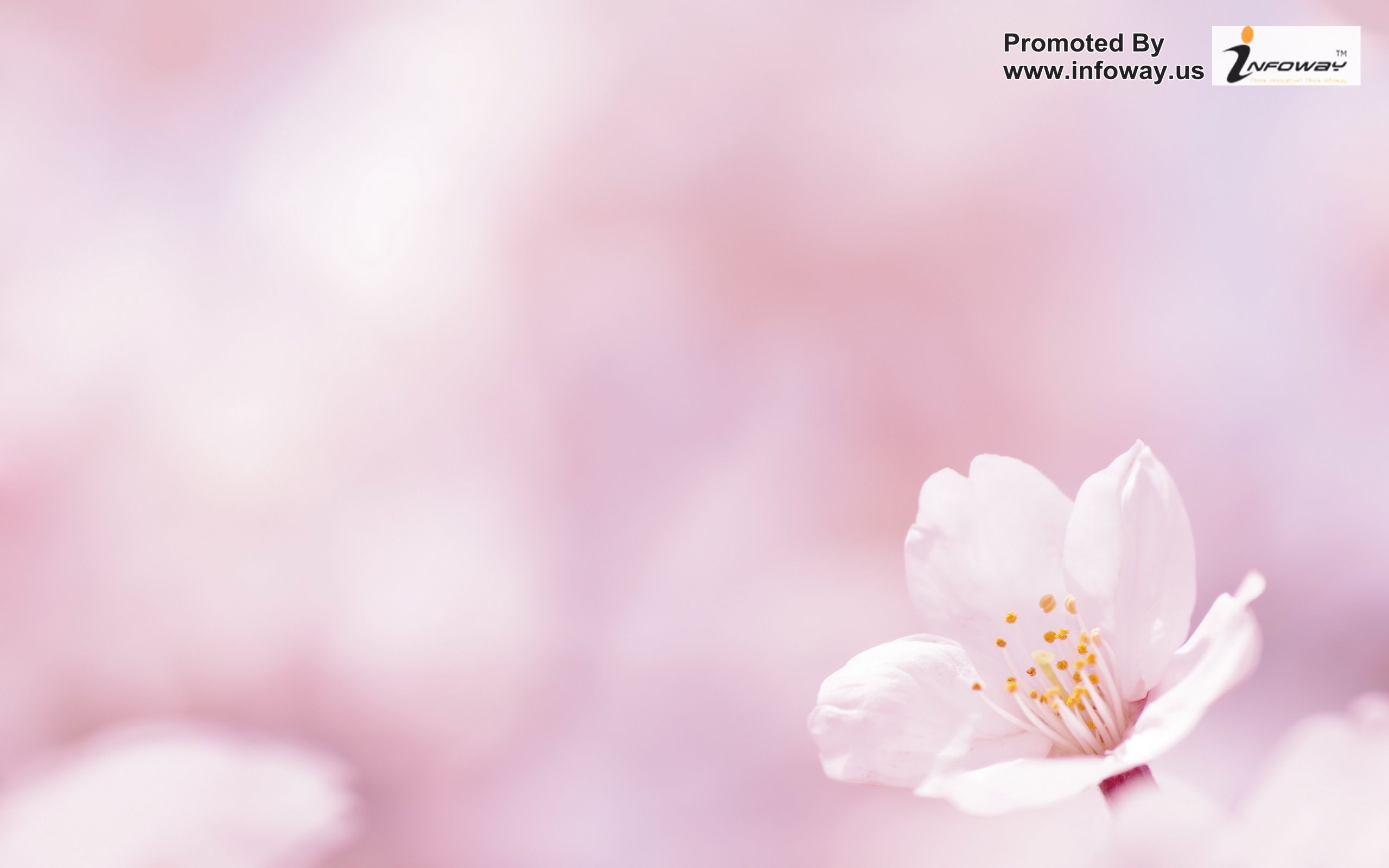 pink flower wallpaper spring background 2560x1600