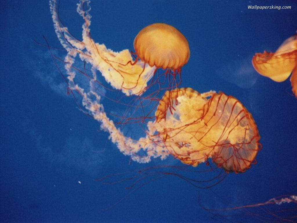 Jellyfish Photos Wallpaper Resolution 25s Image Size