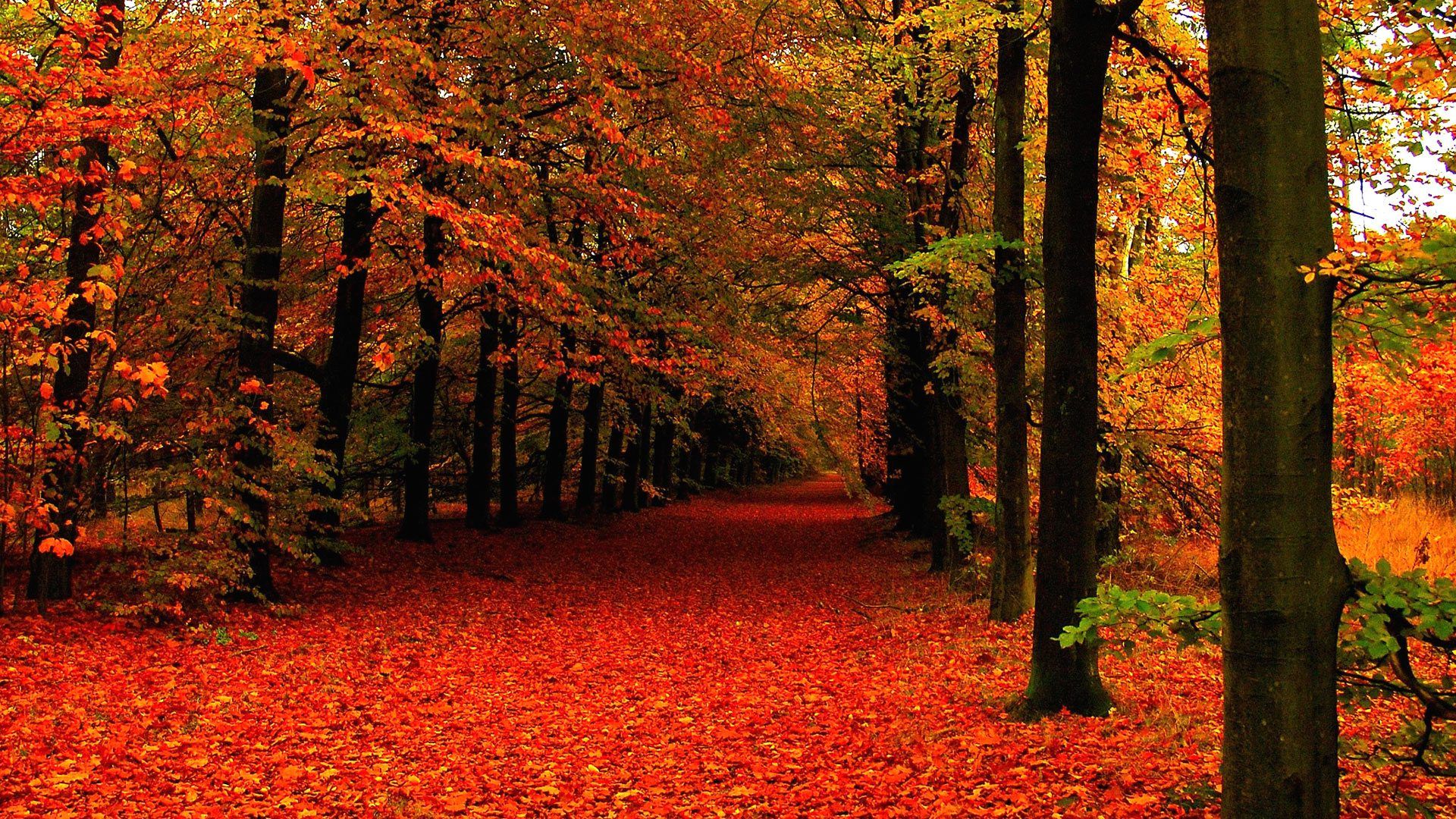 A breathtaking autumn forest path covered in a vibrant carpet of red and orange fallen leaves