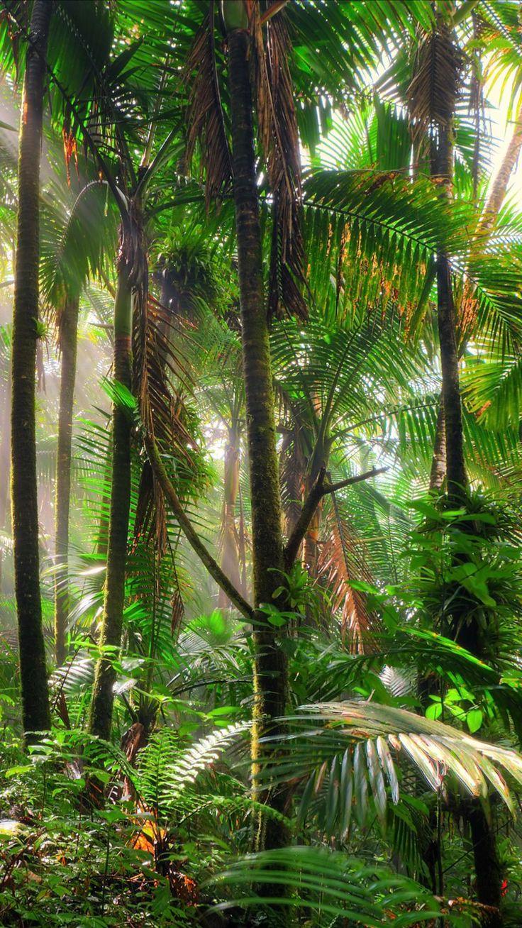 Jungle Green Trees iPhone Wallpaper Tropical