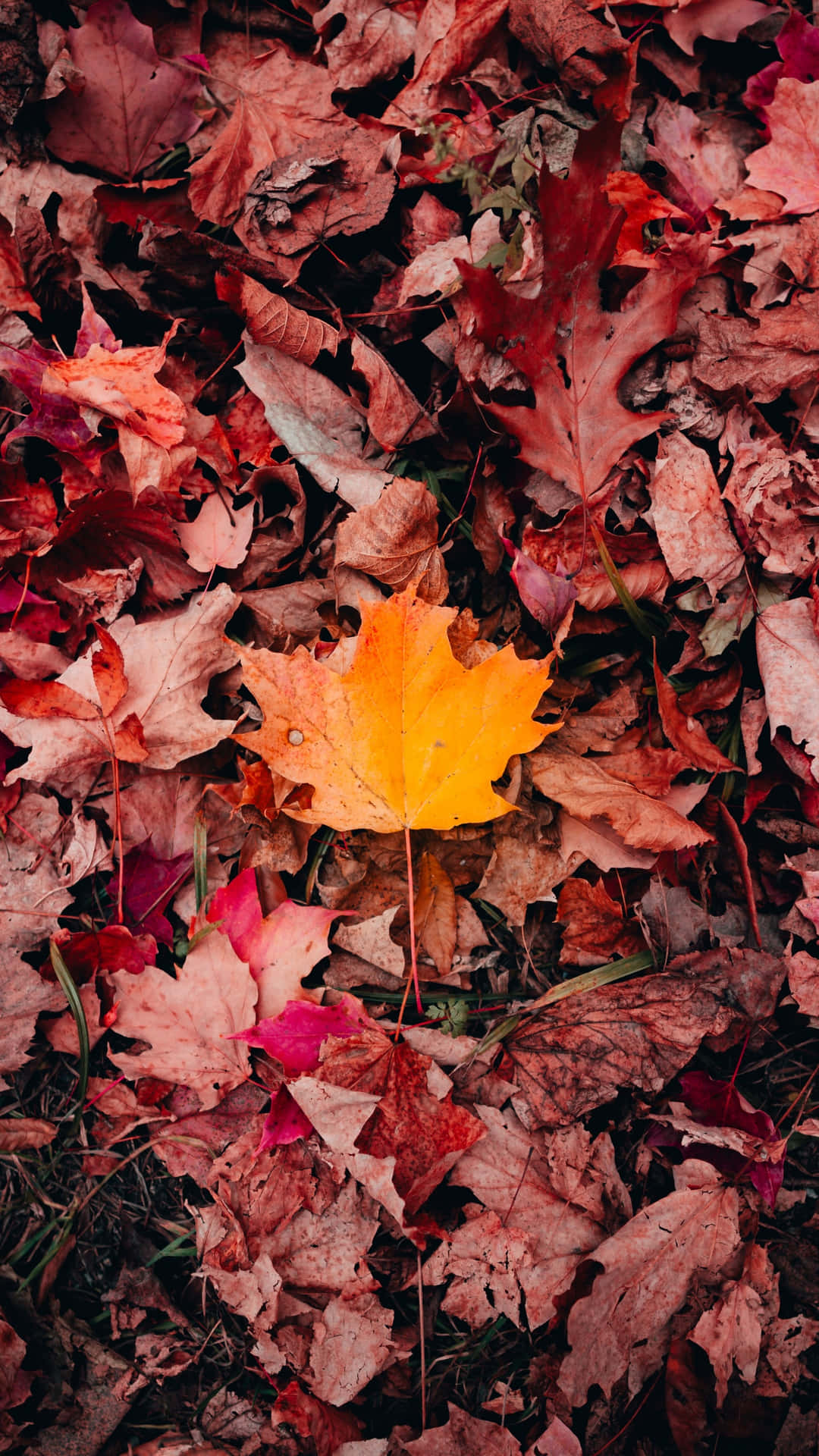 Fall Leaves iPhone Wallpaper