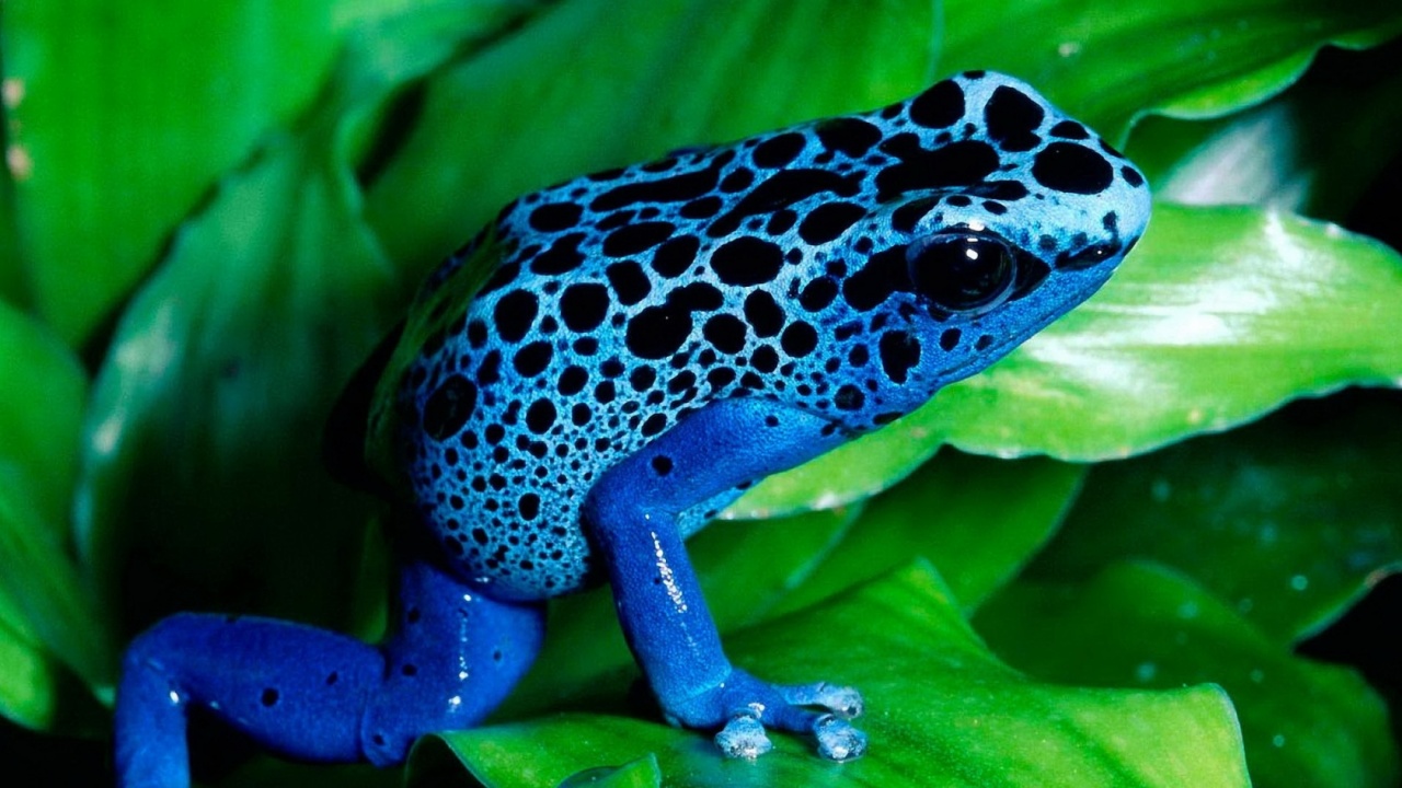 Blue Frog Wallpapers