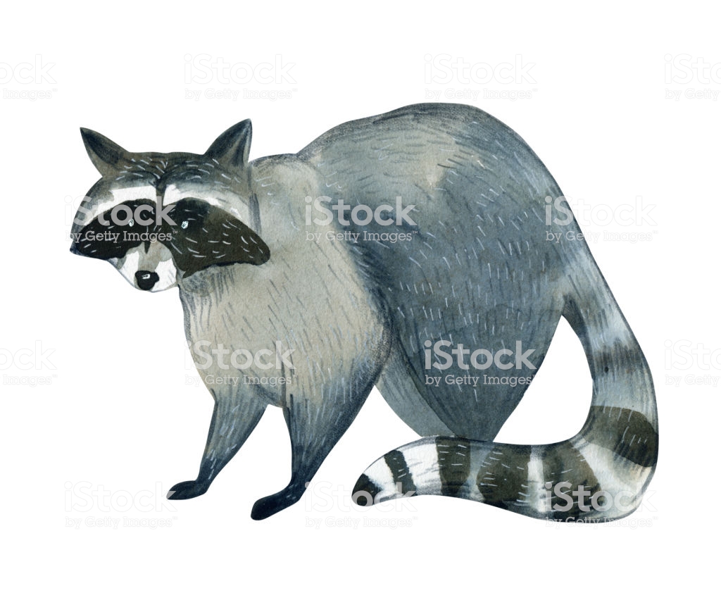 Watercolor Illustration Of Raccoon Isolated On White Background