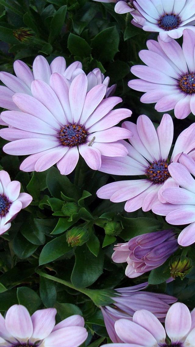 Pink Flowers iPhone 5 Wallpaper (640x1136)