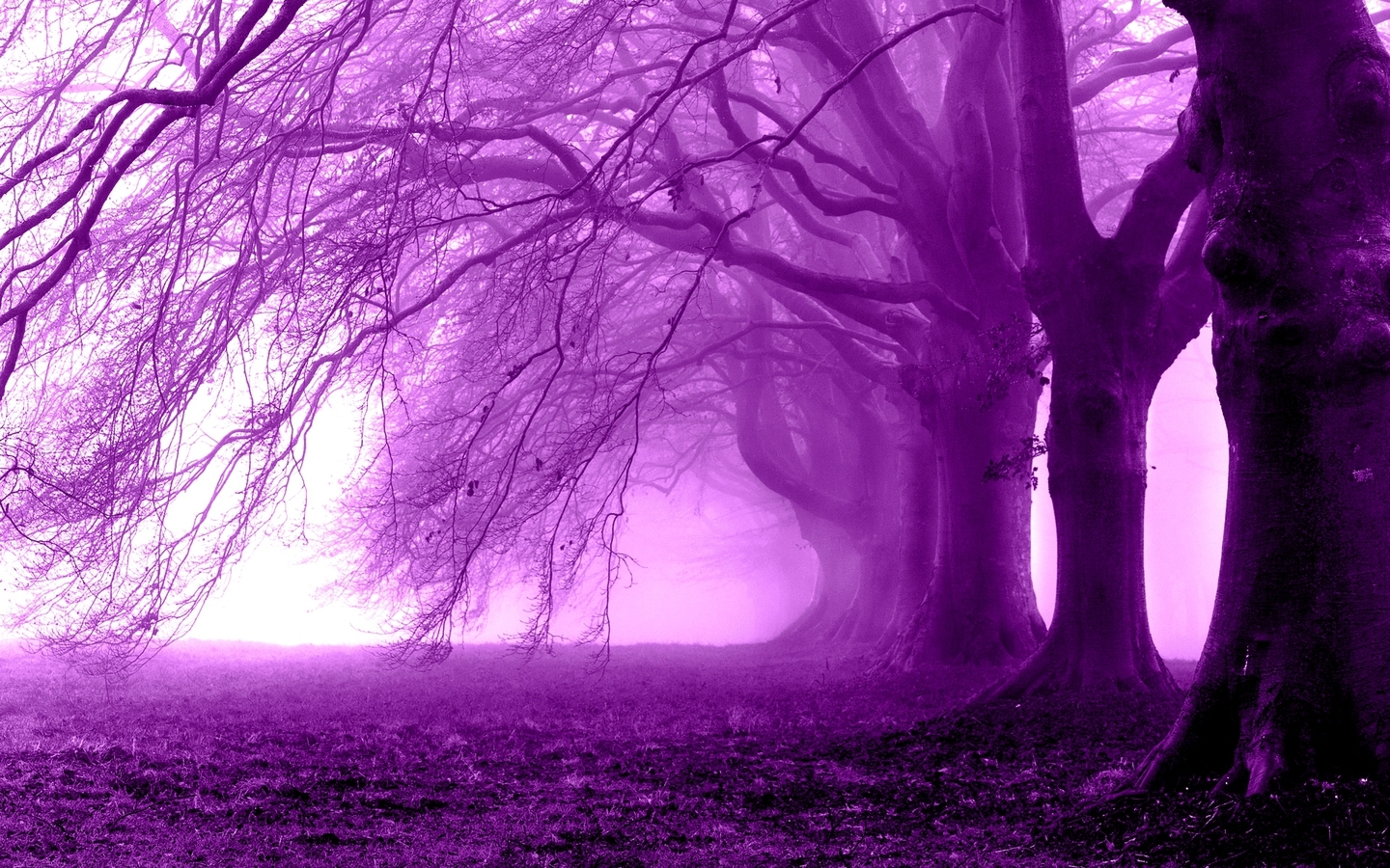 Fog Purple Trees Wallpaper Nurple