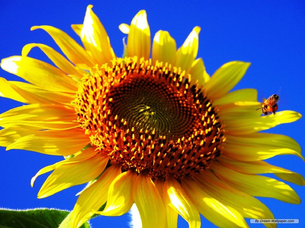 Wallpaper Flower Sunflower