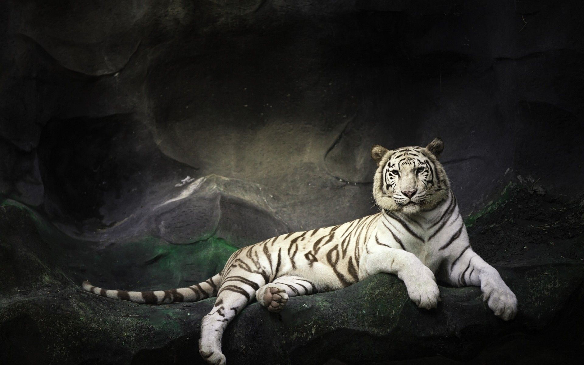 HD White Tiger Wallpaper