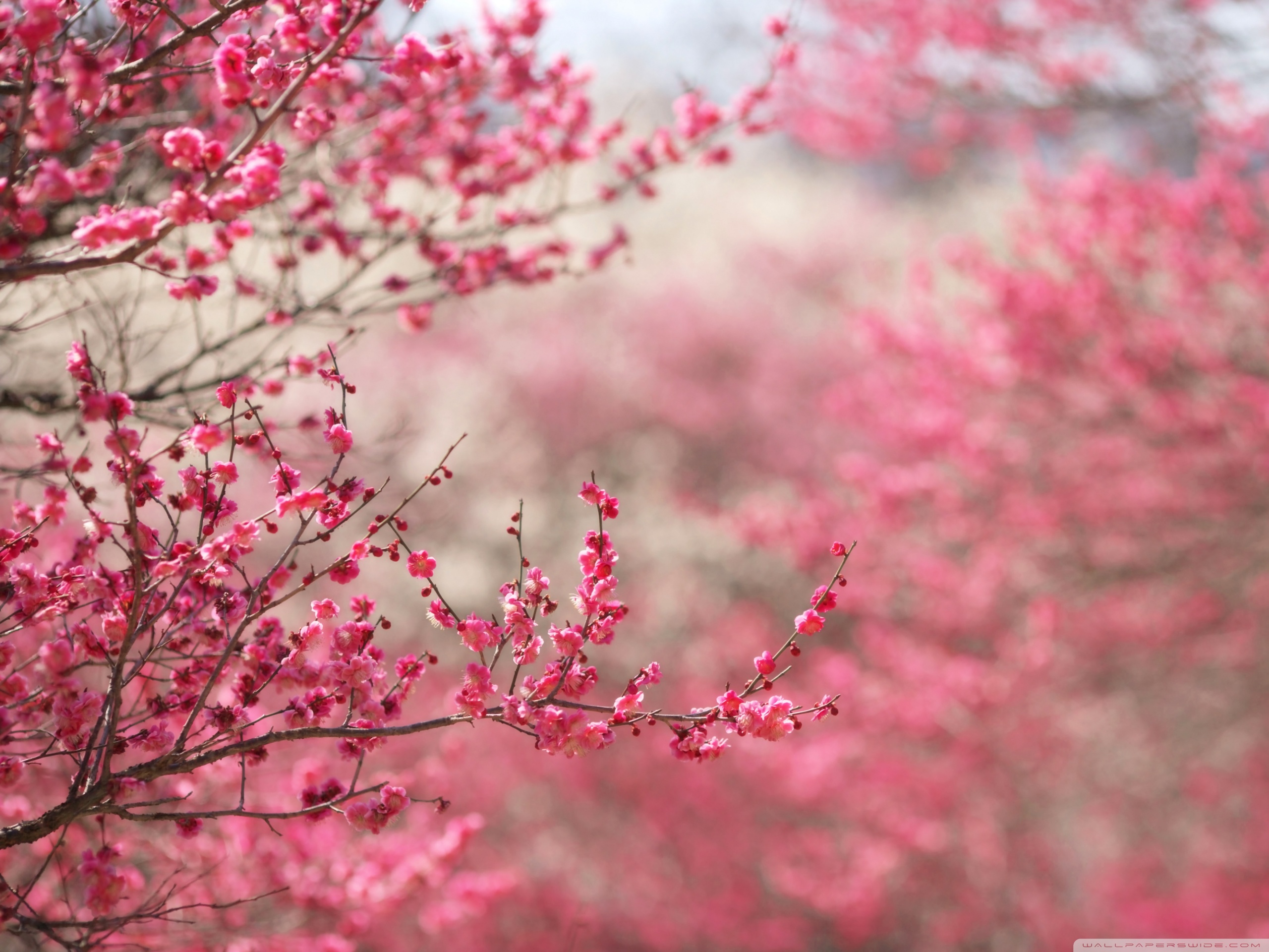 Spring Wallpaper Widescreen Cherry Blossom High Resolution