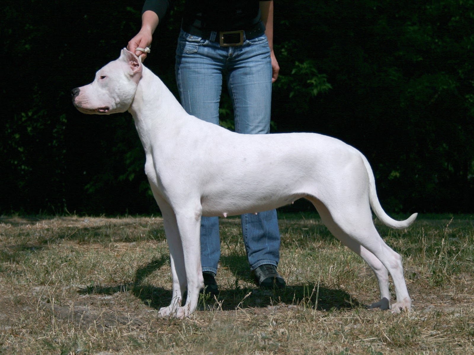 Beautiful Dogo Argentino Wallpaper And Image