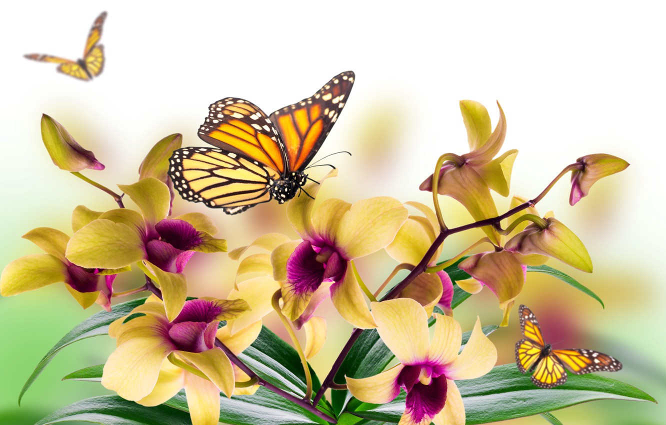 Wallpaper leaves flowers collage butterfly petals moth 1332x850