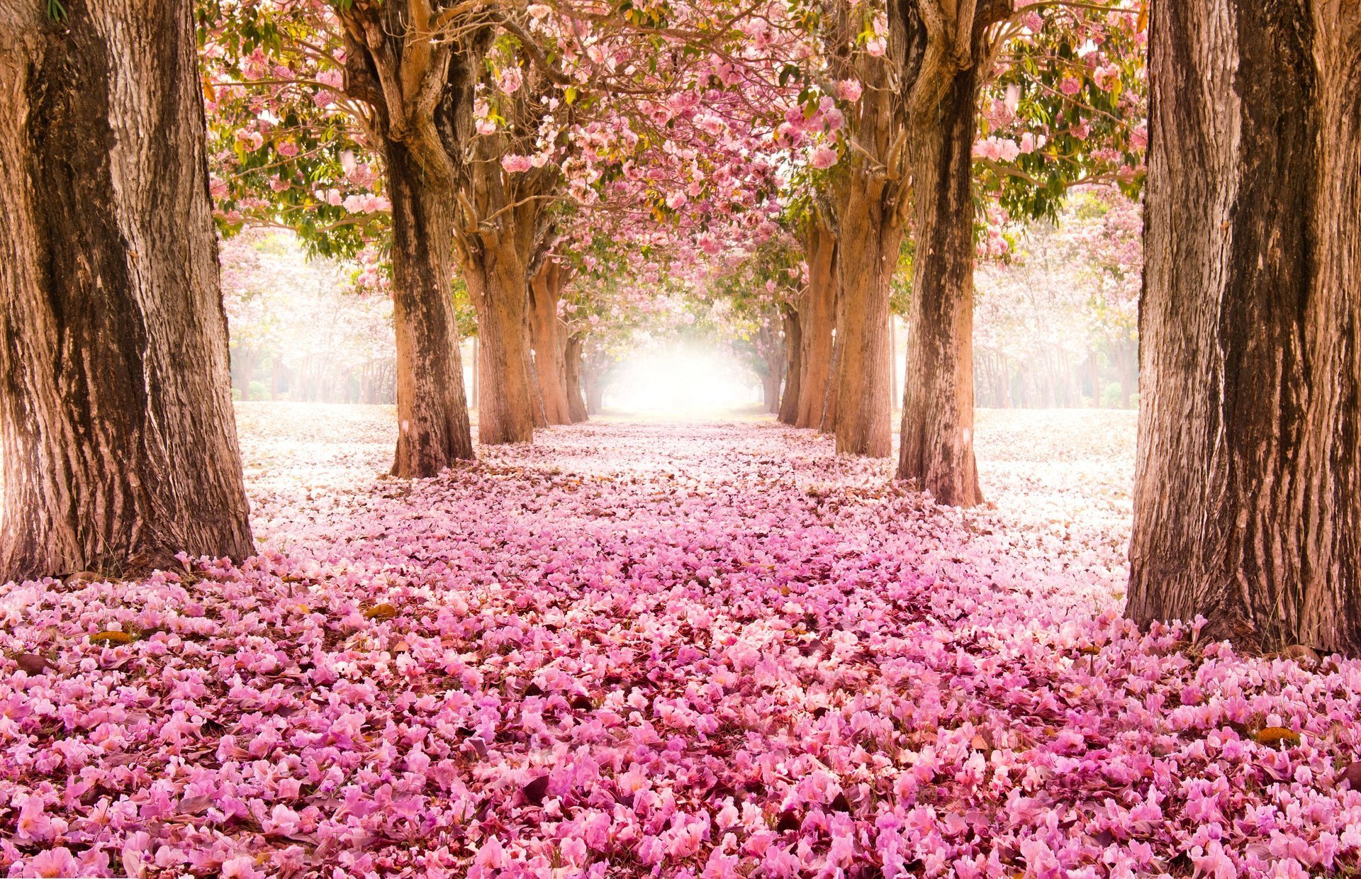 Park Alley Road Sakura Bloom Tree Flower Pink Nature HD Wallpaper