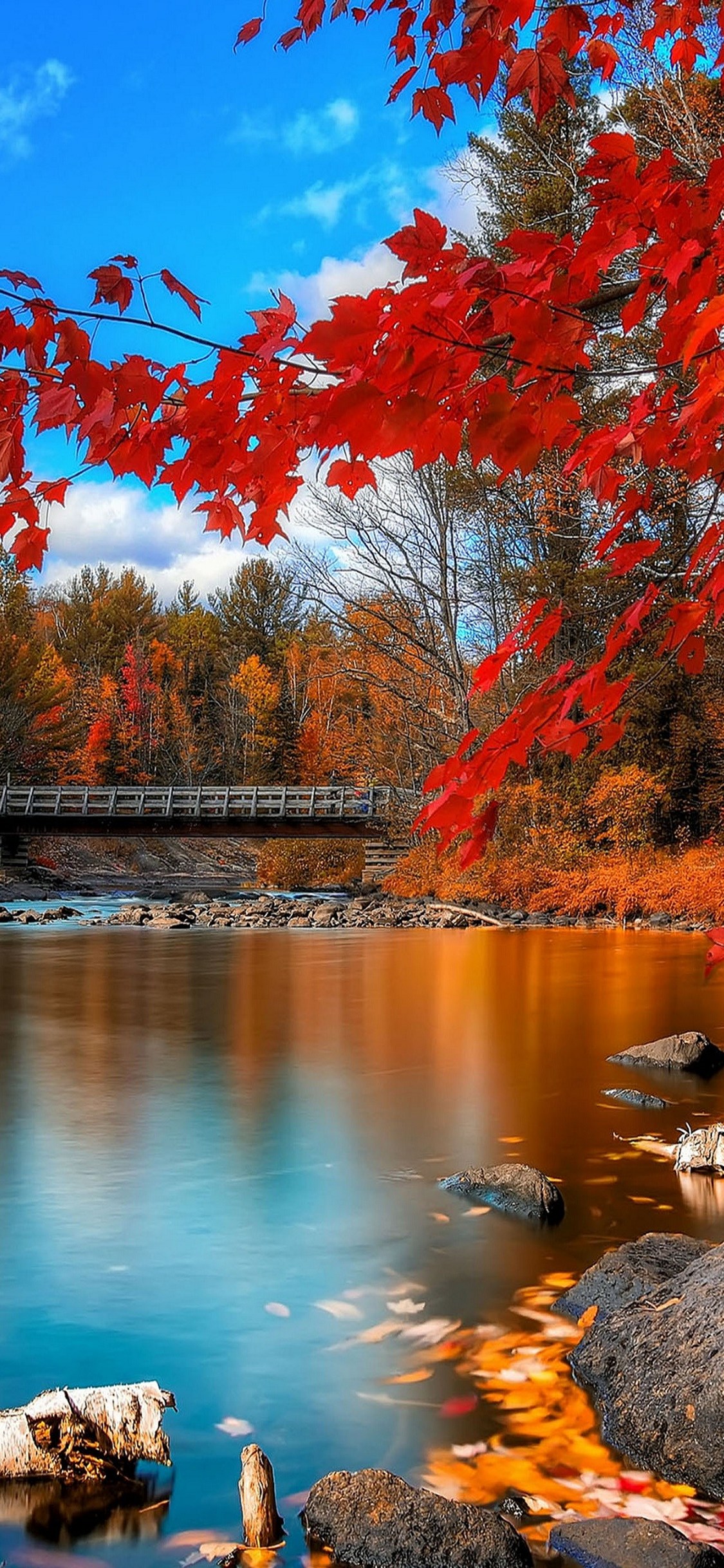 A serene autumn landscape with a wooden bridge over a tranquil river, framed by vibrant red maple leaves and colorful foliage