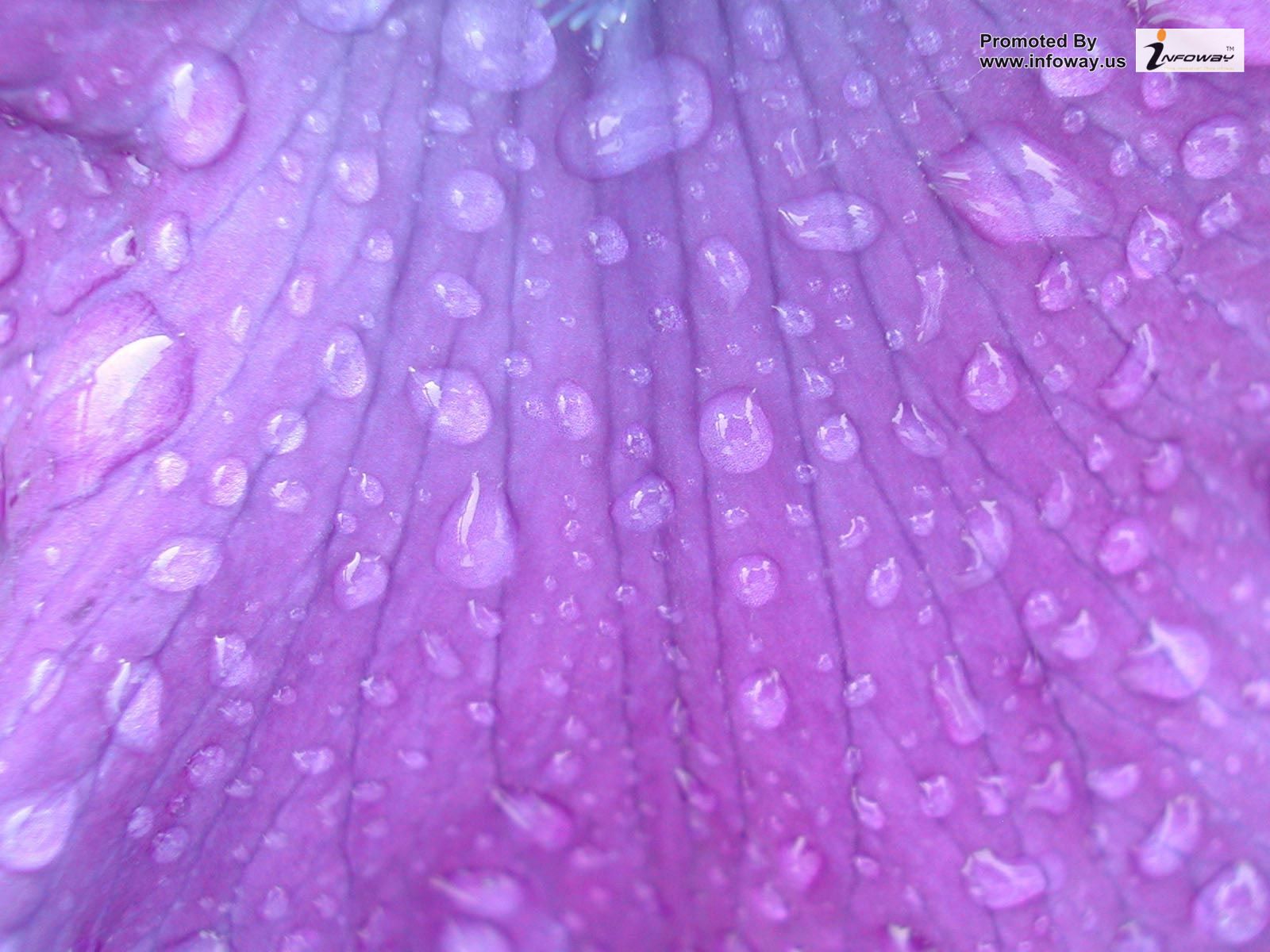 hd wallpapers purple flower wallpaper border raindrops