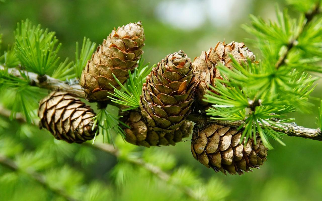 Pine Cone On Tree In Close Up For Wallpaper Hd