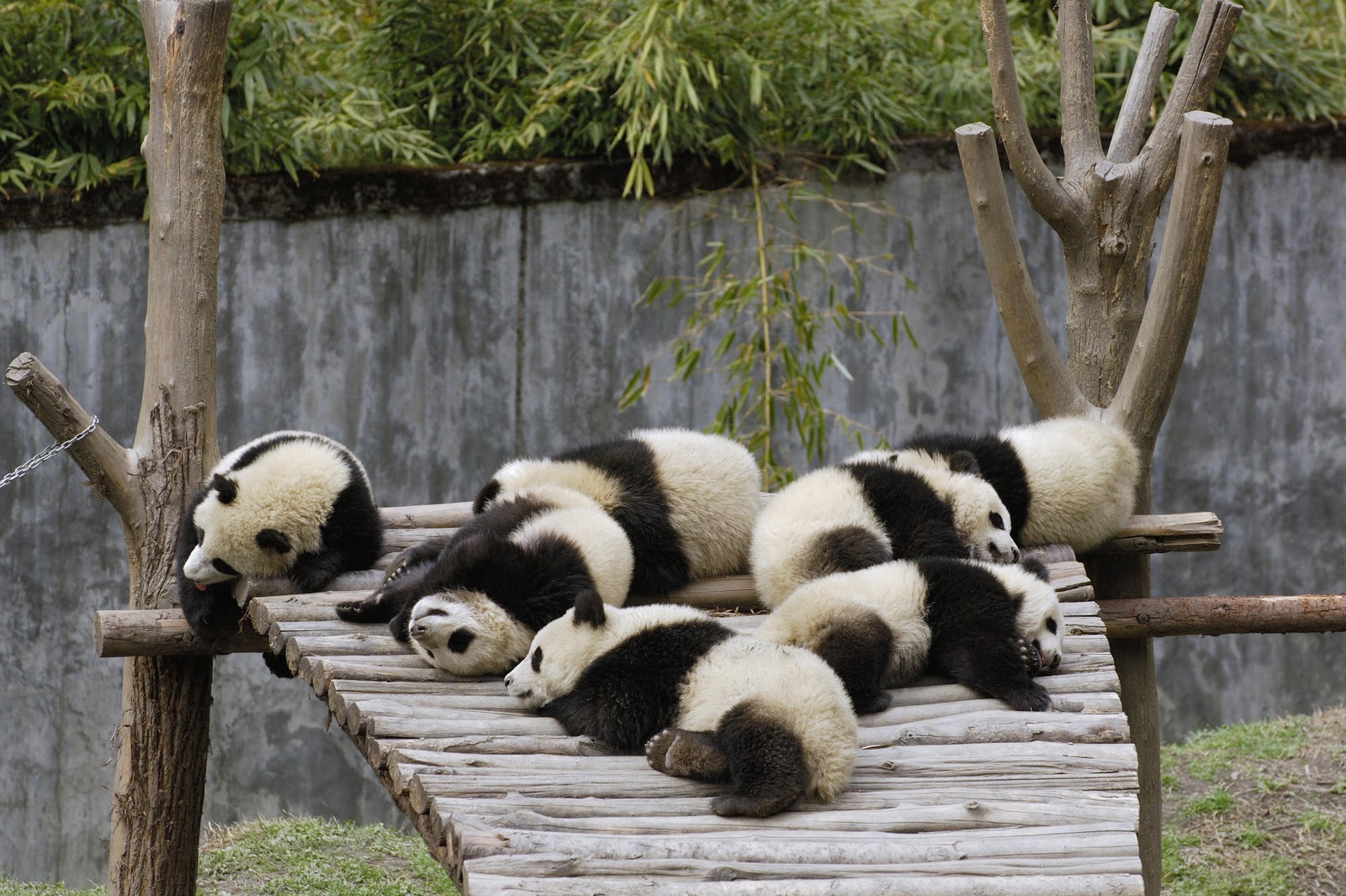 Cute Panda Bears HD Wallpaper In For Your