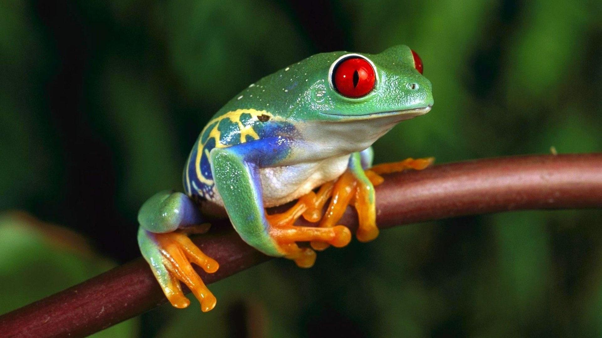 Green Frog With Red Eyes 4k Ultra Hd Wallpapers For Computer   KDE