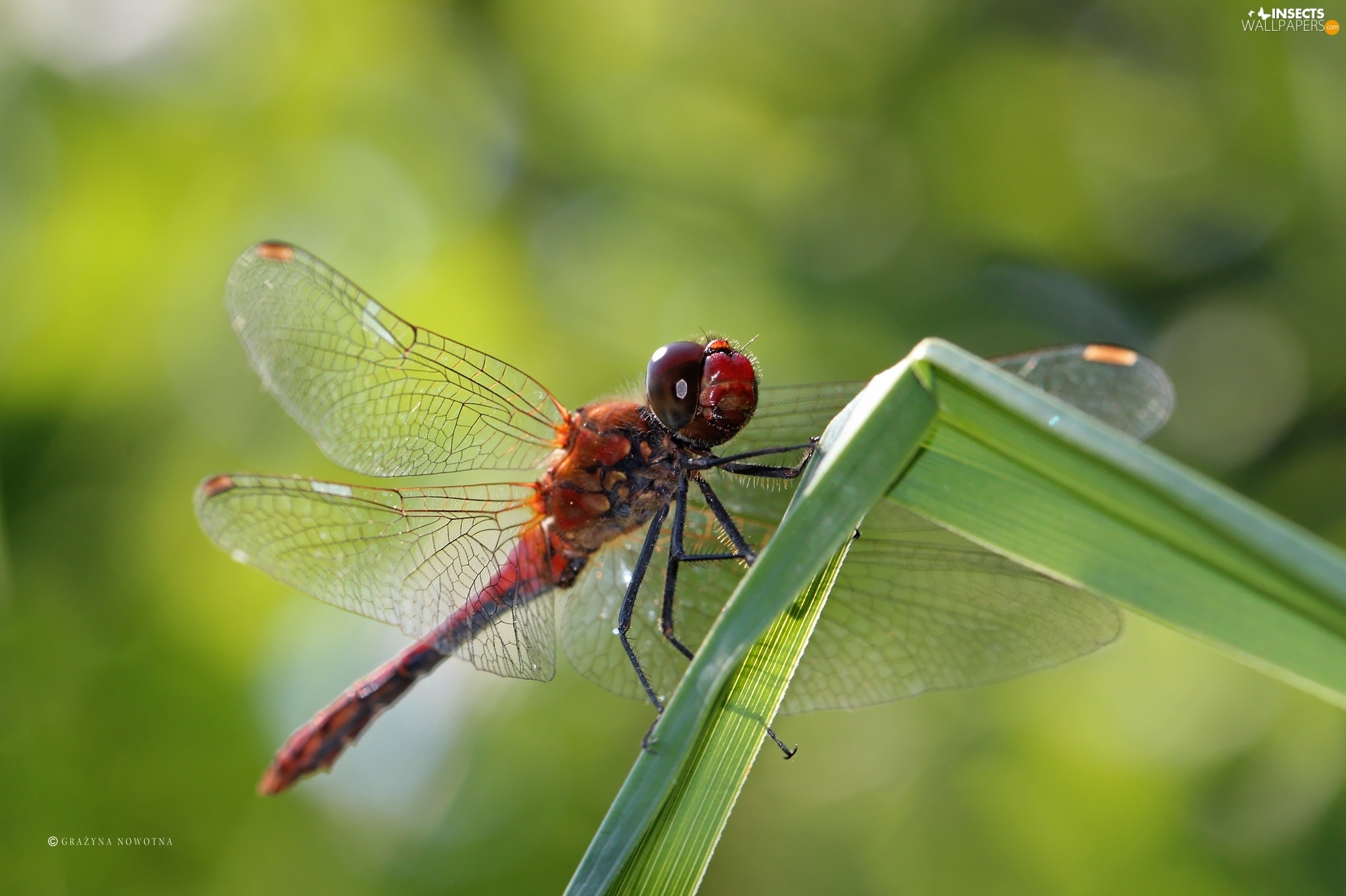 Red Insect Dragon Fly Insects Wallpaper