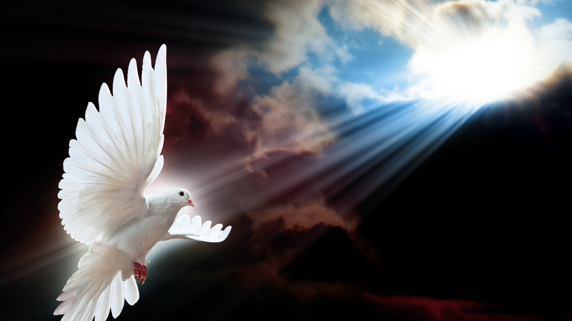 White Dove Holy Spirit Wallpaper