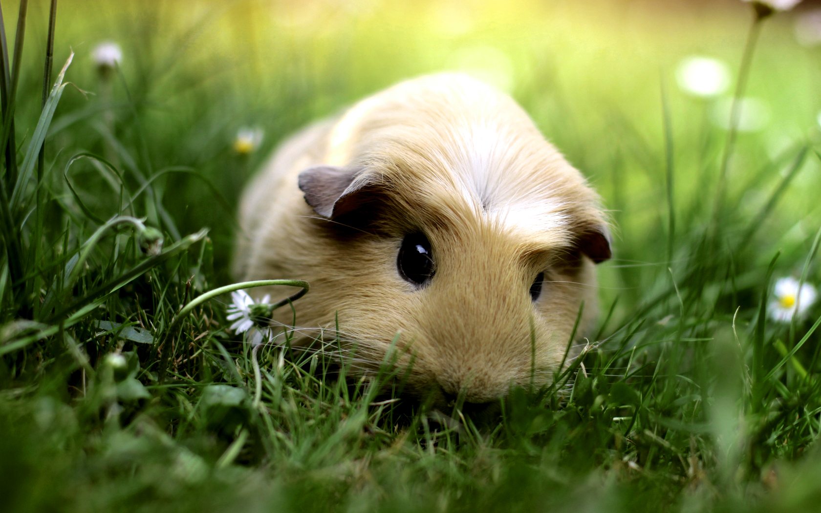 Cute Baby Pigs HD Wallpaper In Animals Imageci
