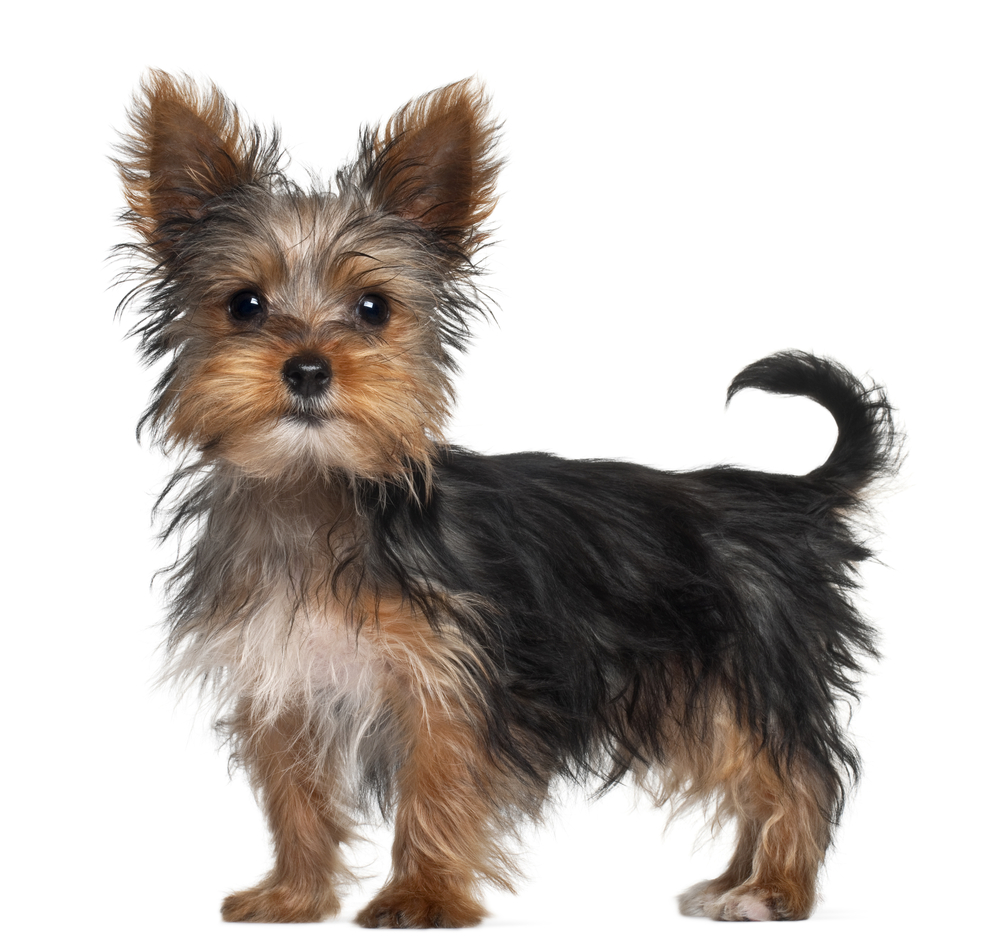 Yorkshire Terrier Information And Pictures Petguide
