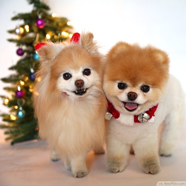 In The World Best Pomeranian Breed Pictures Of Boo Bestpickr