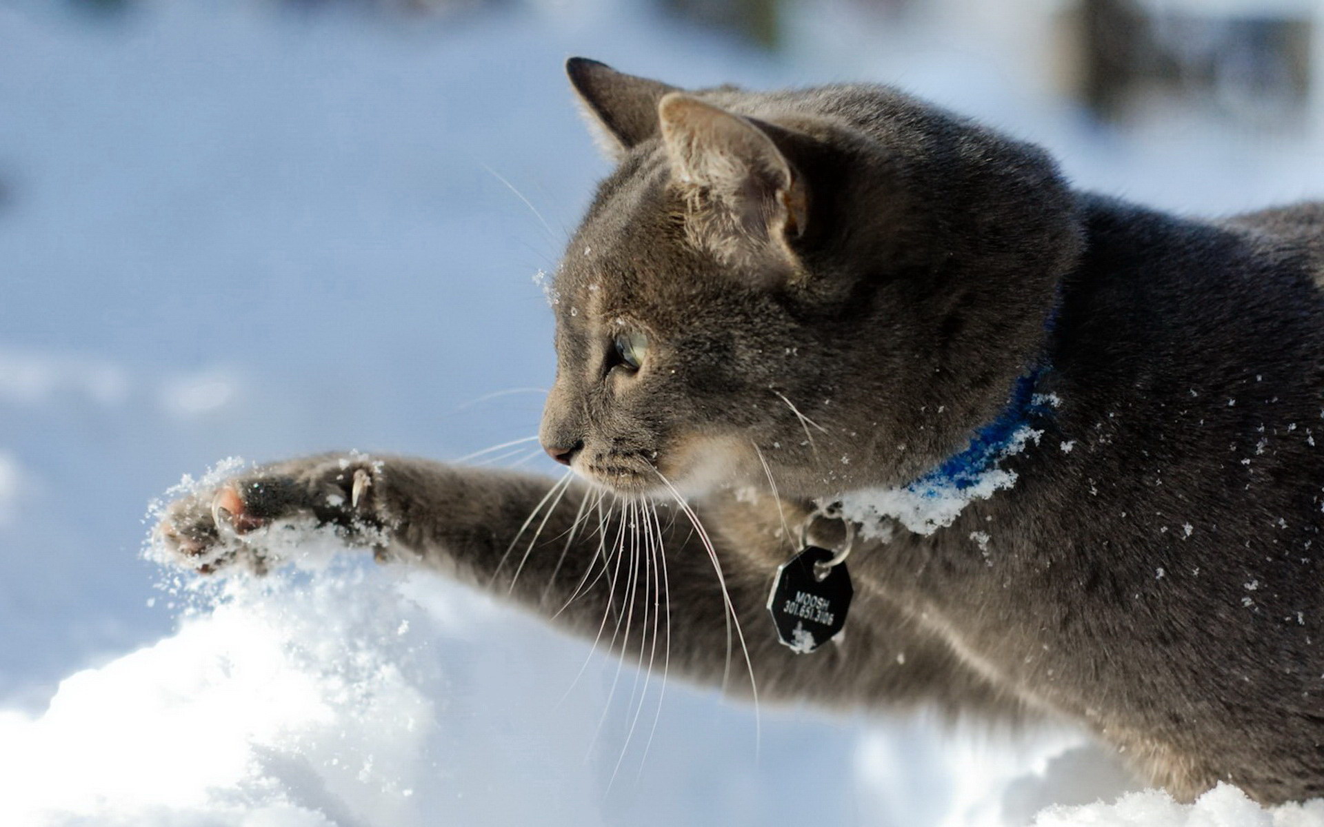 hd cat snow winter mood hd resolution wallpaper Car Pictures
