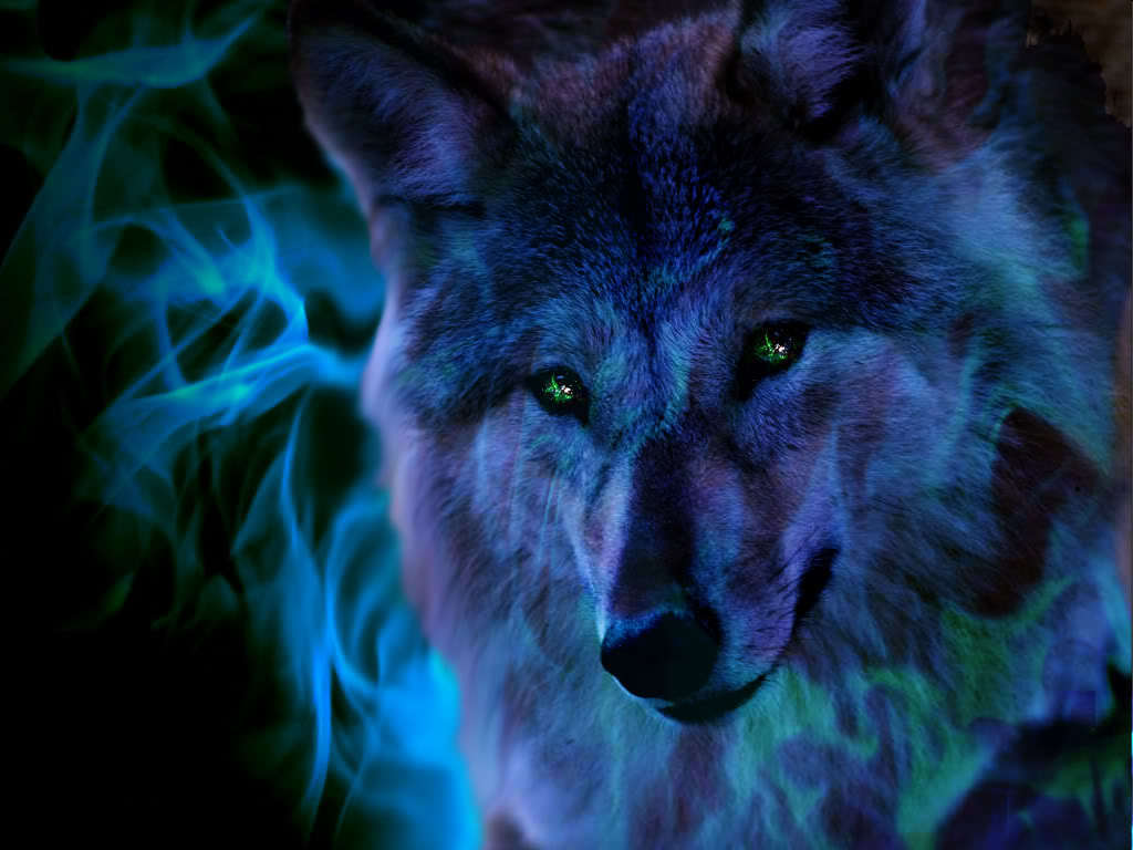 The Anubian S Wolf Pack Image Cool Pic HD Wallpaper