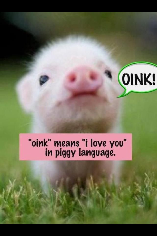 Language Oink Baby Piggy Cute Pigs Cutest