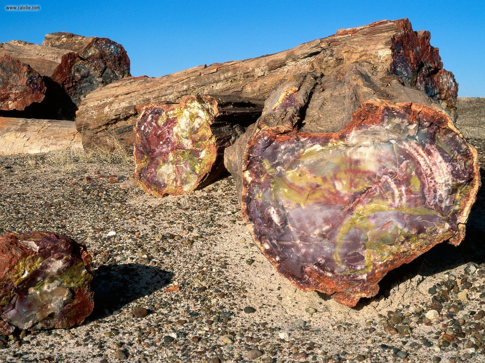 Nature Petrified Forest National Park Arizona Picture Nr