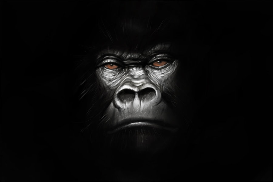 Gorilla Wallpaper HD By Jmont