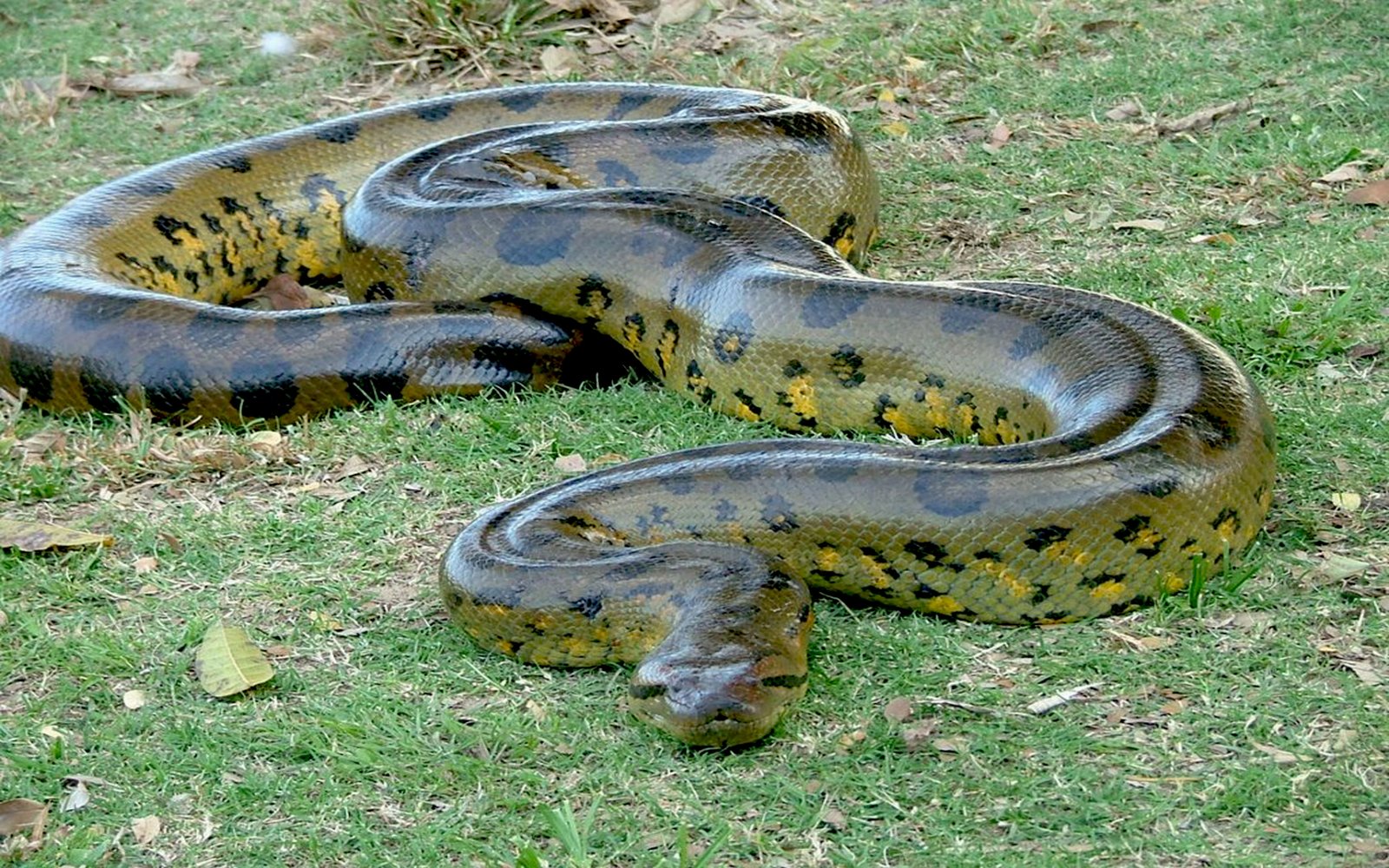 Big Green Anaconda Wallpaper HD Widescreen