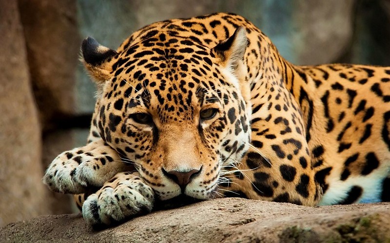 Gatos Jaguares Vistazo Animales Jaguar Fondos De Pantalla