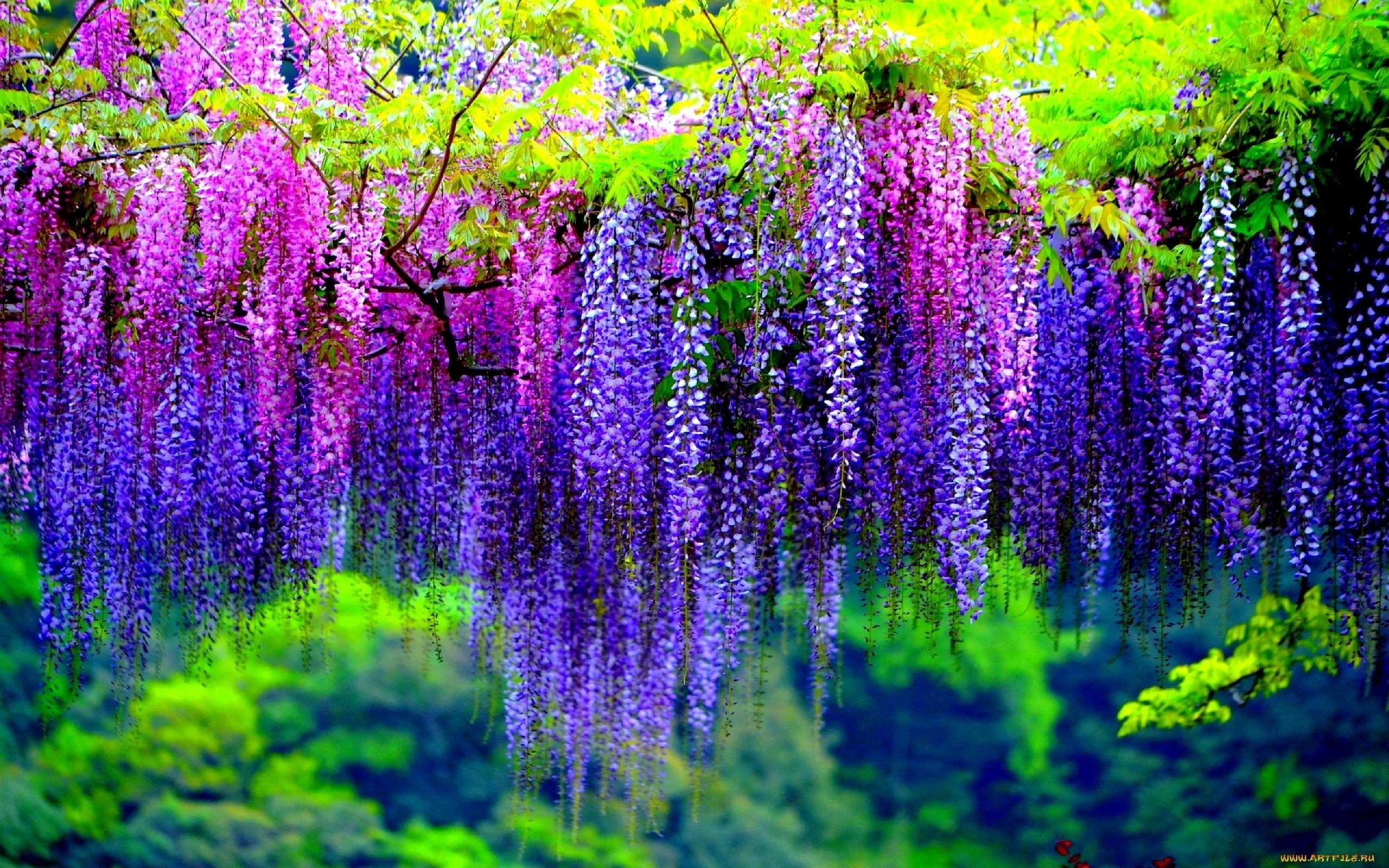 Purple Tree Wallpaper