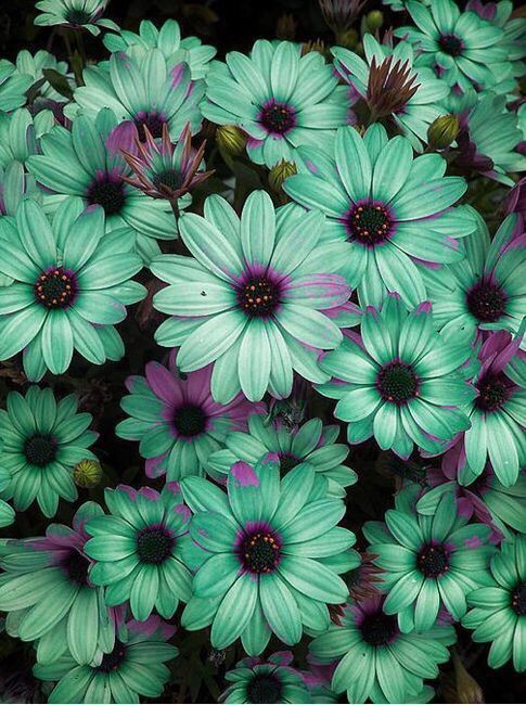 Wallpaper Background iPhone Android Flowers Floral Daisy Teal Purple