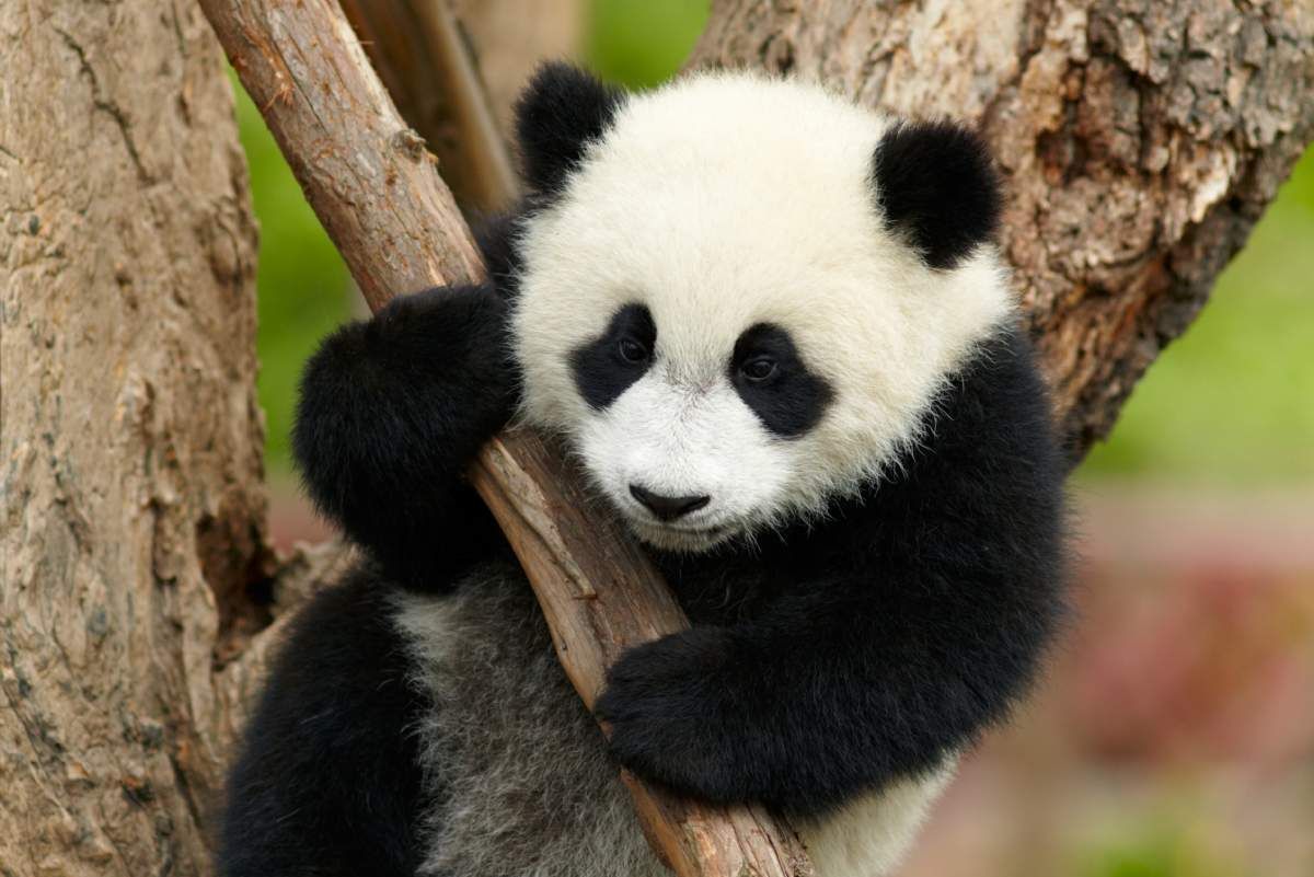 Panda Giant Pictures Important Wallpapers