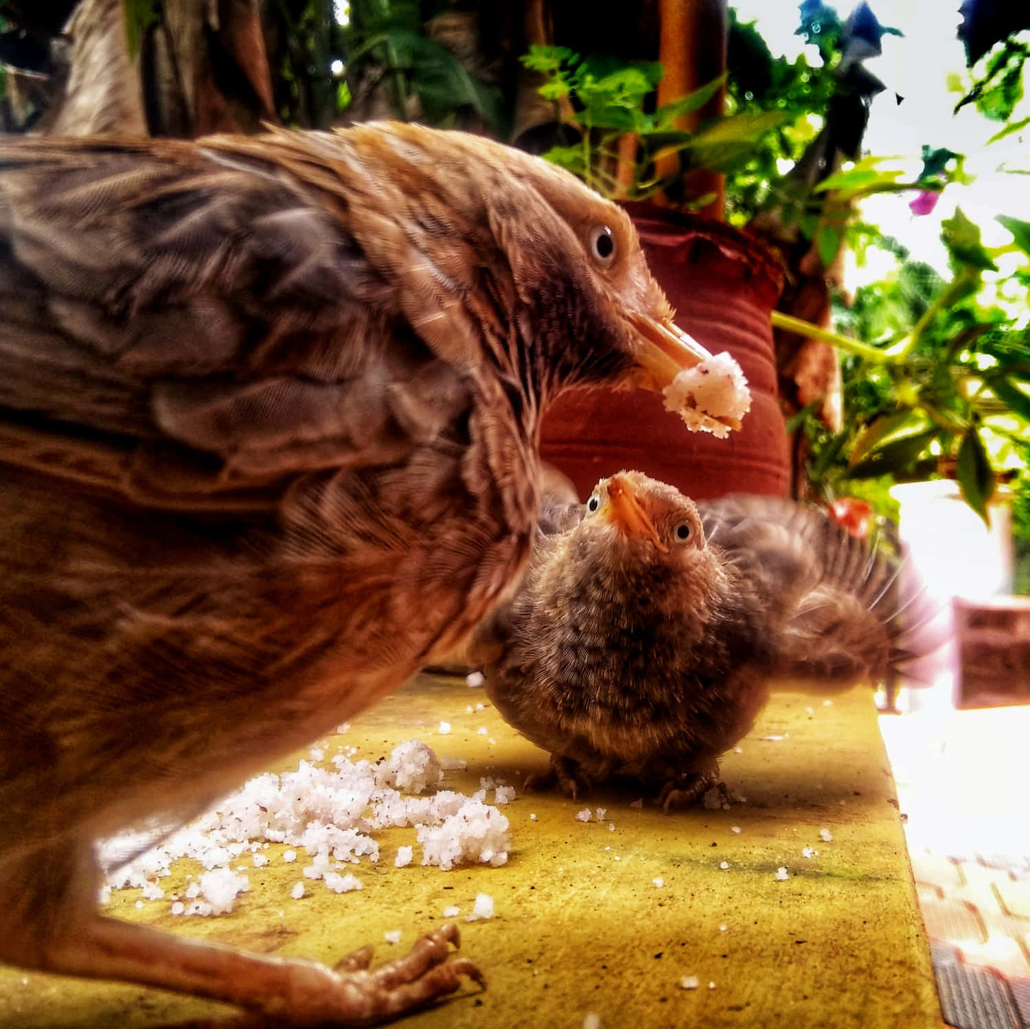 Mother Bird Picture Wallpaper