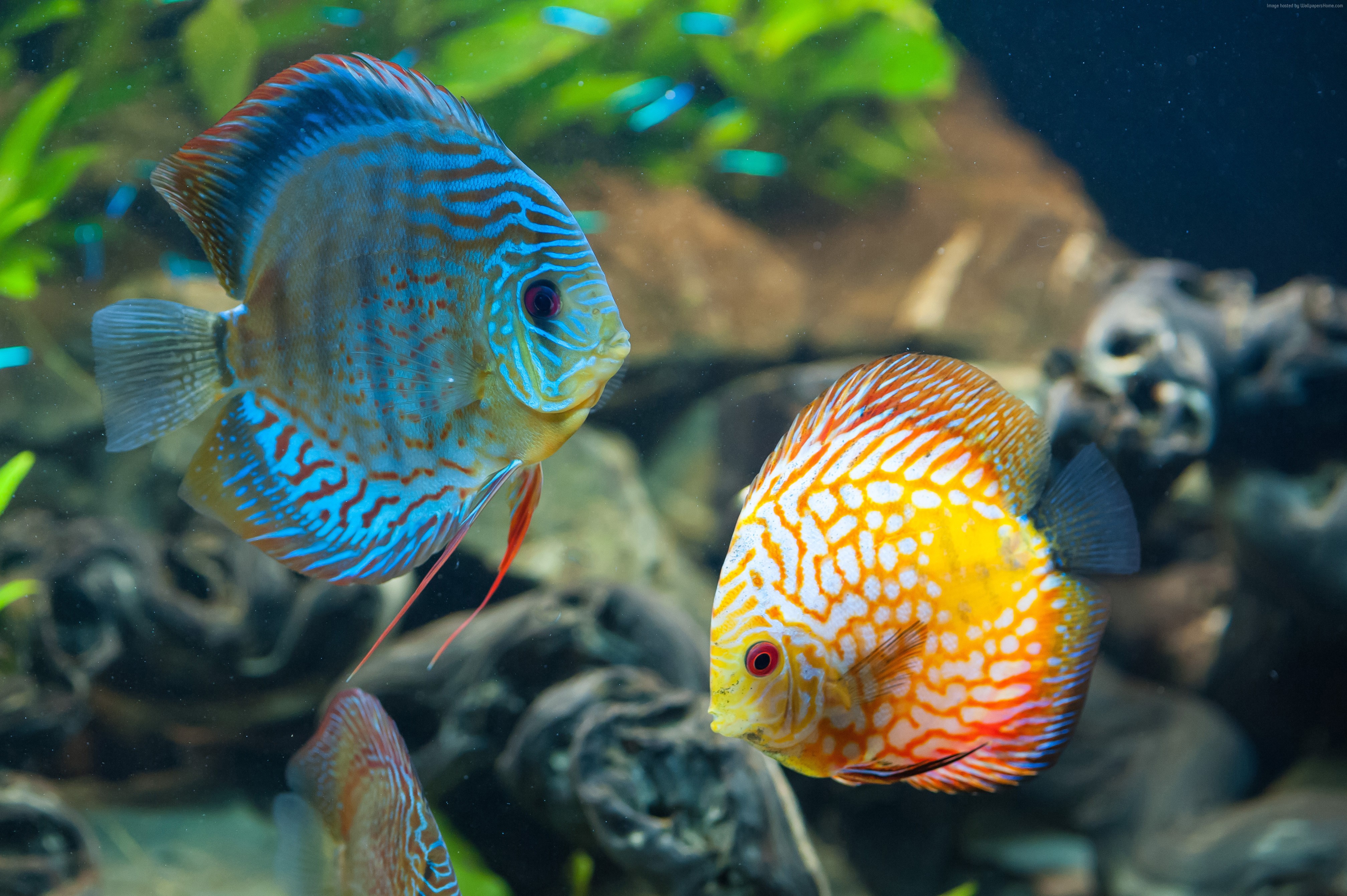 4k Wallpaper Discus Exotic Aquarium Fish Closeup Water Blue Orange