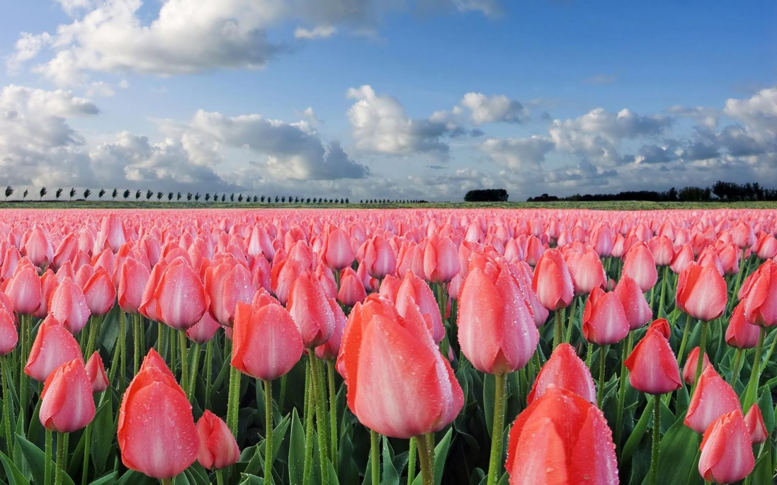Campo De Tulipanes Im Genes Y Fotos