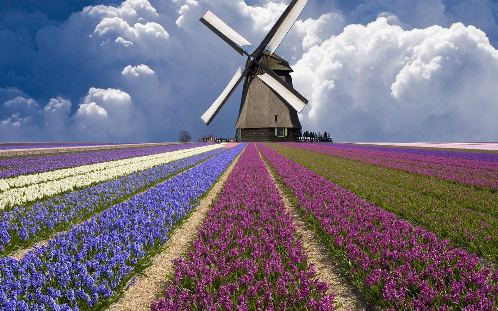 Huge Windmill Holland Tulip Fields HD Wallpaper Beautiful Places