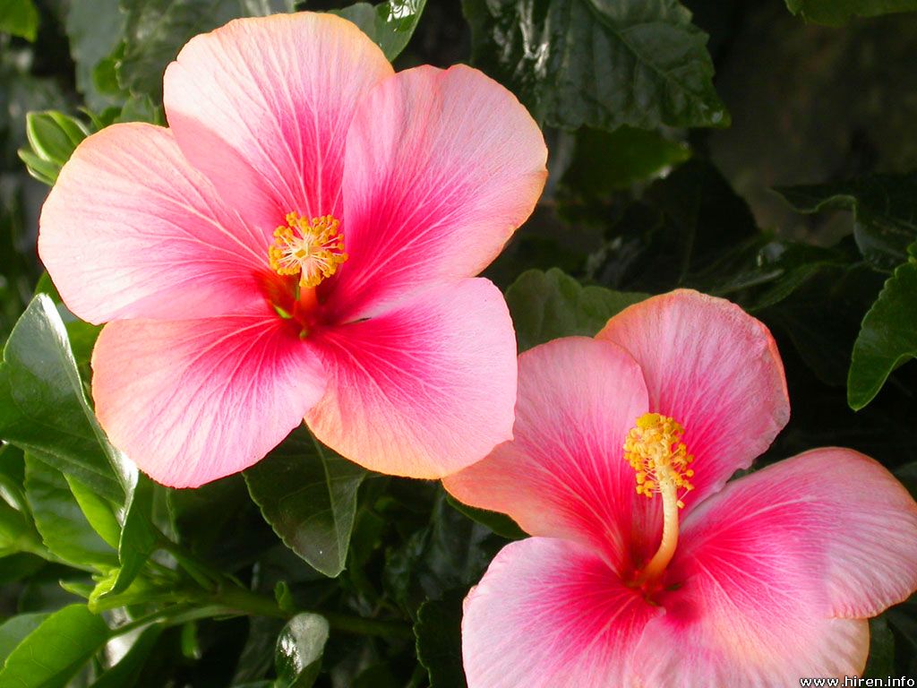 Pink Hibiscus Flower Background Ing Gallery
