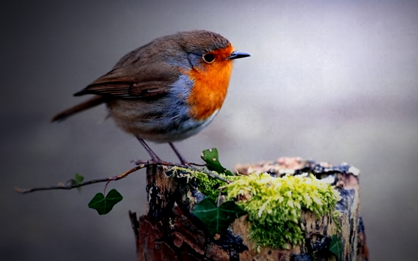 Cute Circle Bird Wallpaper Wallpaperlepi