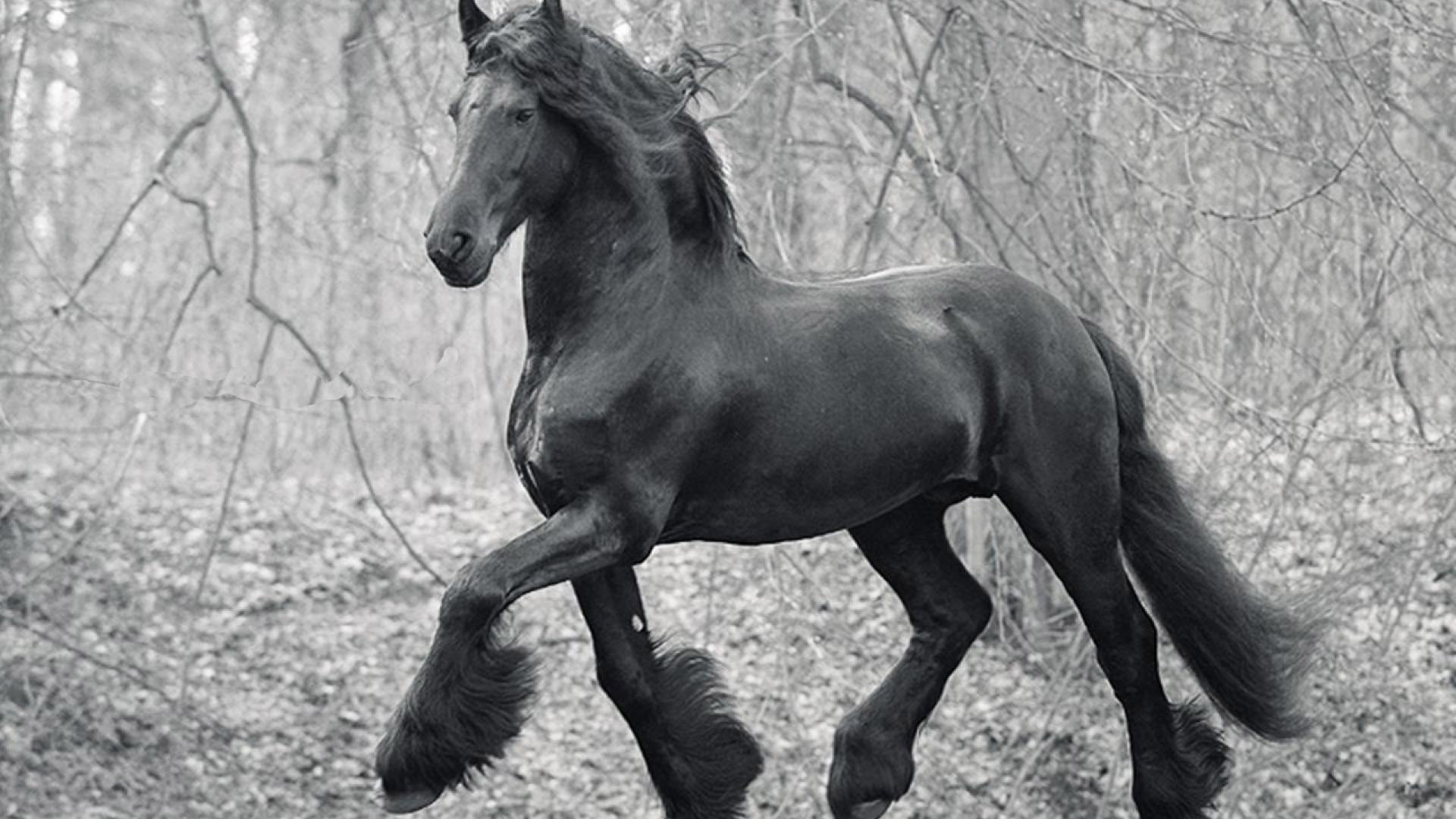 Friesian Horse HD Wallpaper Desktop Image