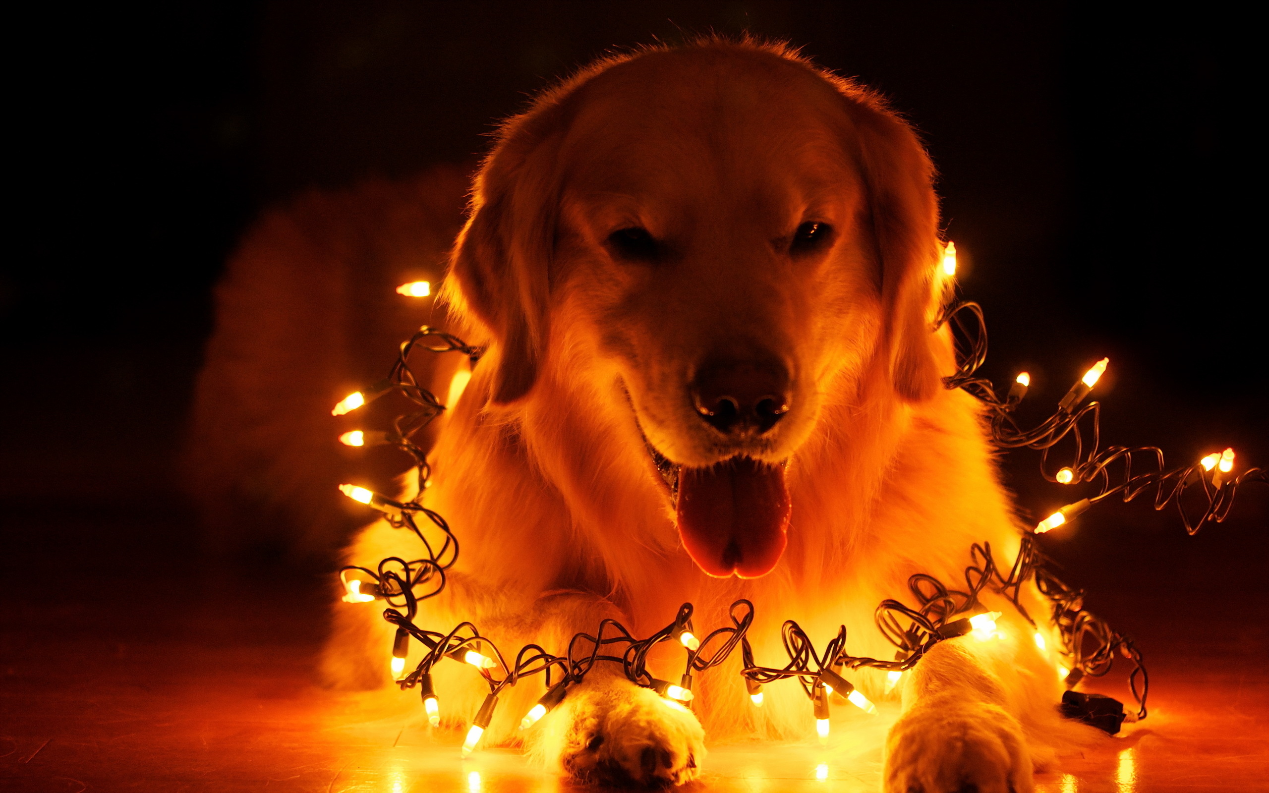 Free download dog holiday home christmas bokeh wallpaper background  [2560x1600] for your Desktop, Mobile & Tablet | Explore 45+ Christmas Pets  Wallpaper | Christmas Background, Background Christmas, Christmas Wallpapers