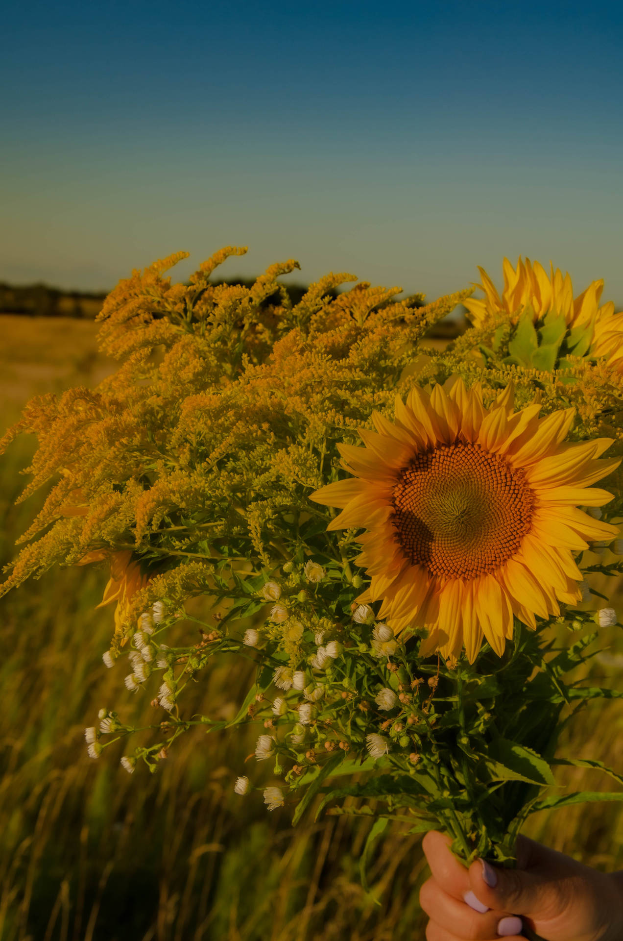 Sunflower Aesthetic Wallpaper