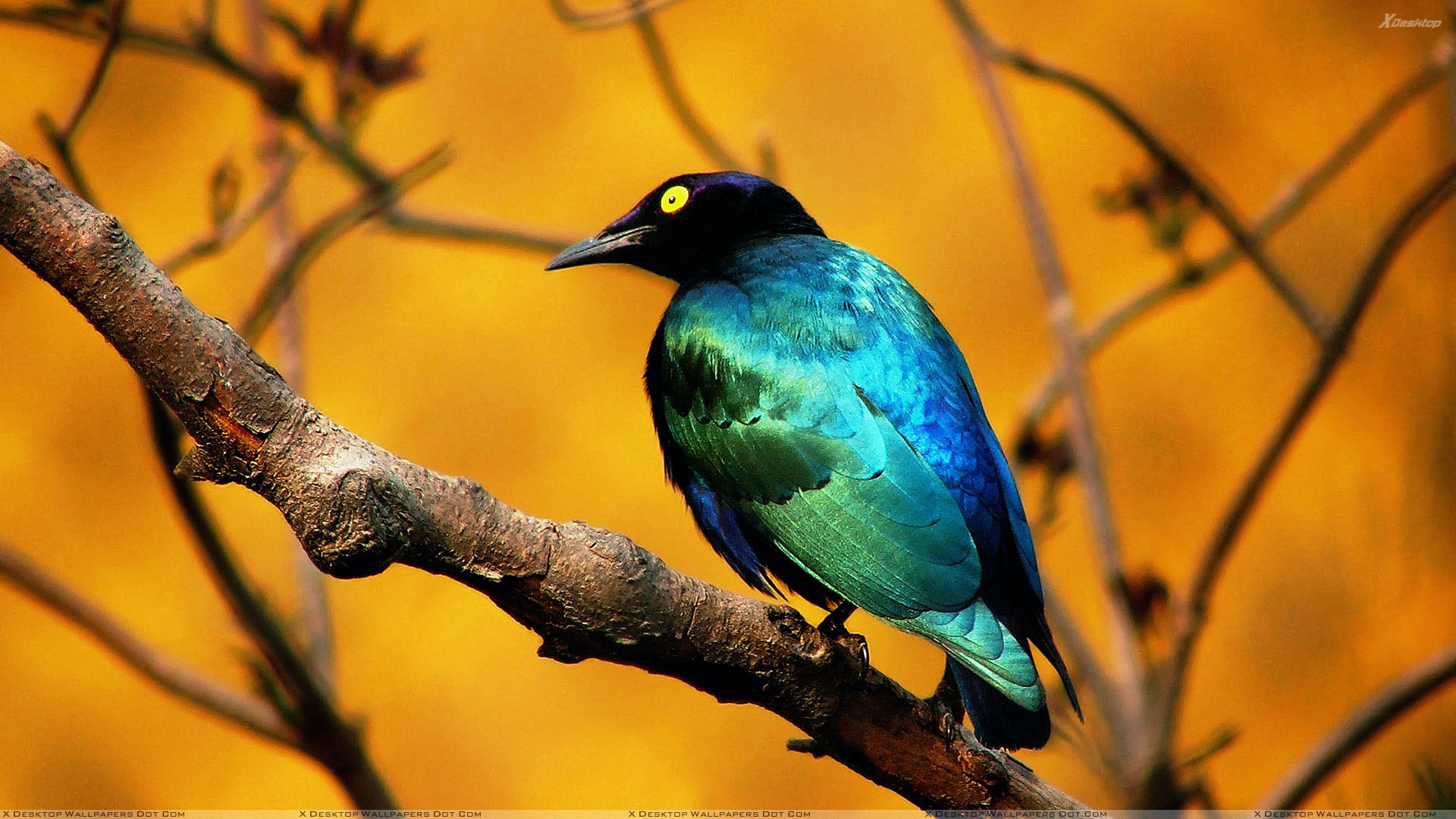 Blue Bird Sitting On Branch Wallpaper
