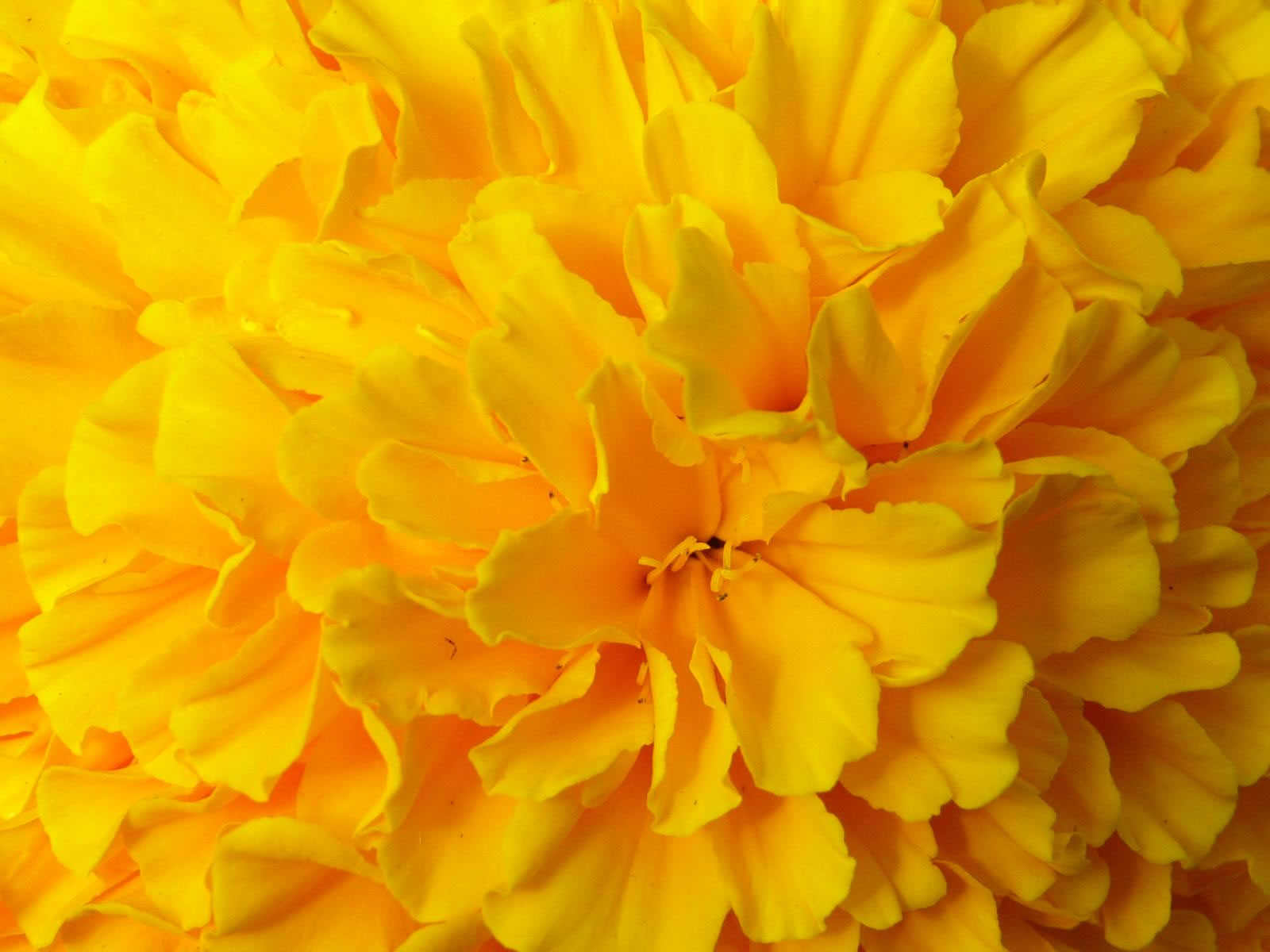 Flowers Wallpaper Yellow