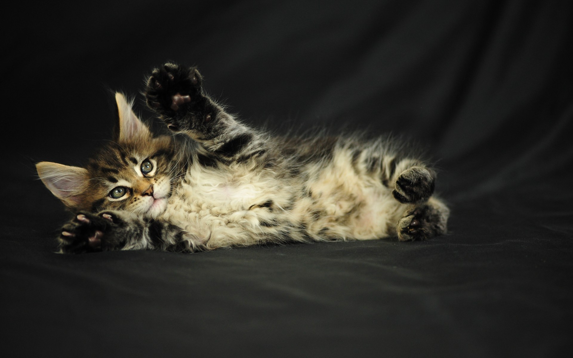 Playful Maine Coon Cat On A Black Background Wallpaper And Image