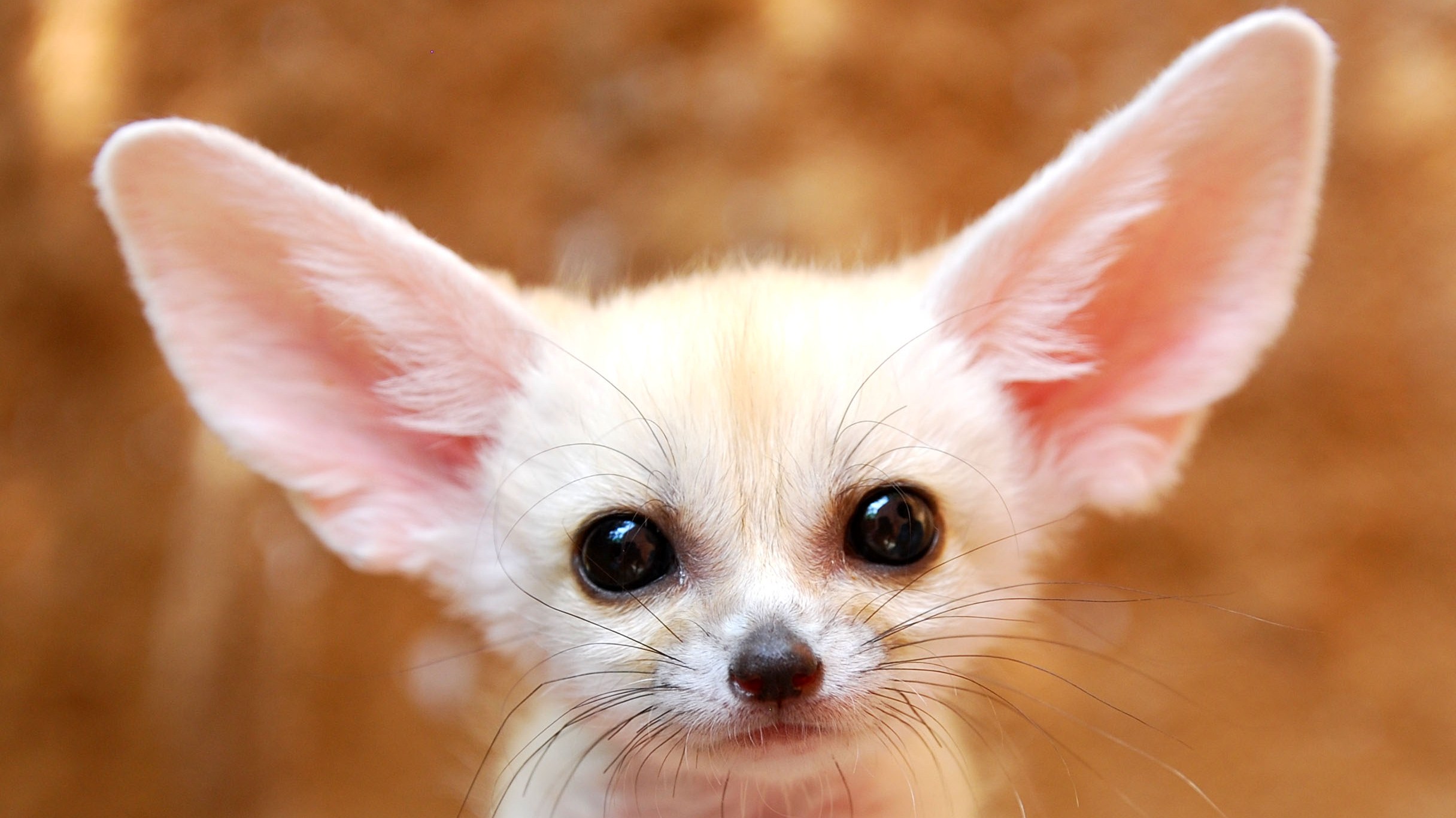 Fennec Fox Wallpaper And Background Image
