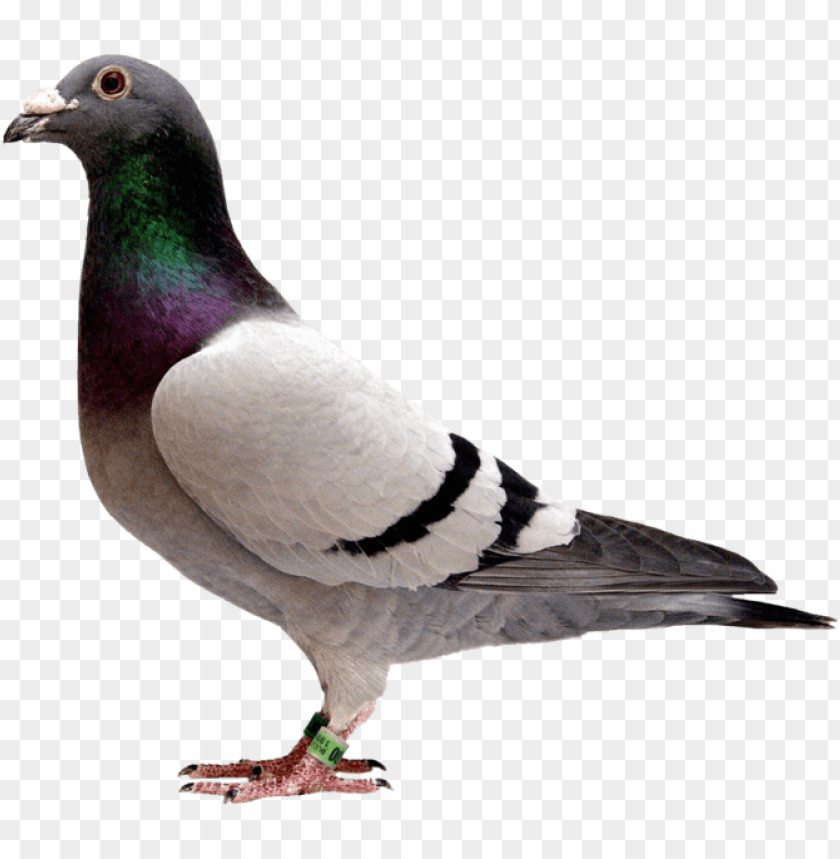 Igeon Pigeon With Transparent Background Png Image