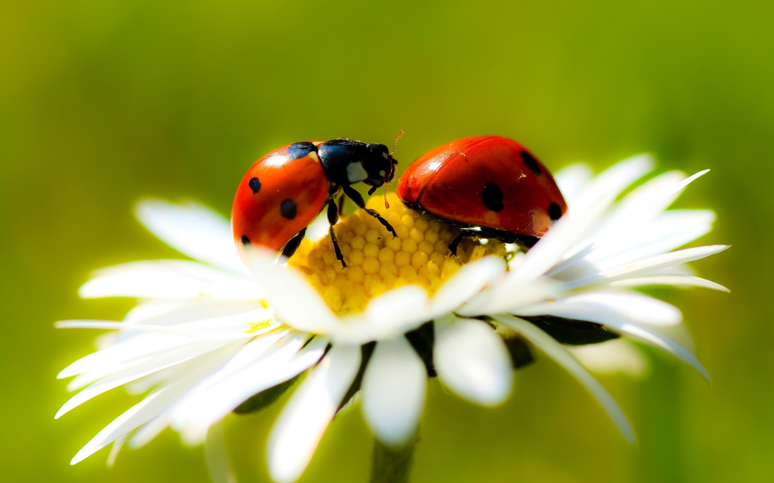 Ladybugs Daisy Petals Stock Photos Image HD Wallpaper